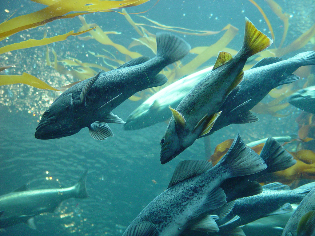 Fish