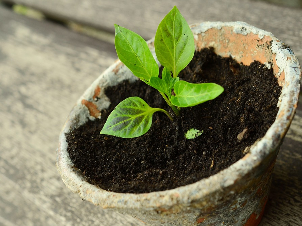 Plants